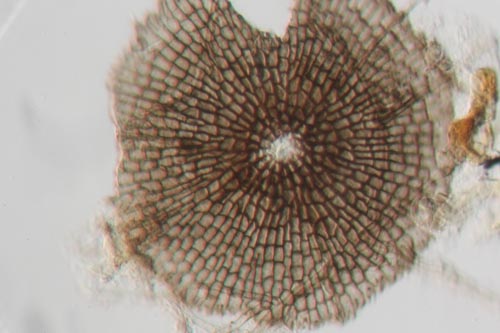 Microthyrium ciliatum var. ciliatum